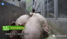 大胖猪是谁爆料的视频播放,视频播放背后的惊人内幕