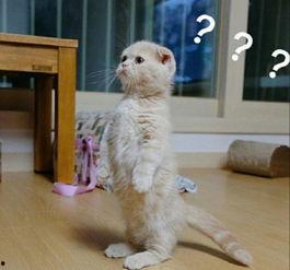 娱乐吃瓜小猫咪小说,小猫咪的娱乐圈冒险之旅